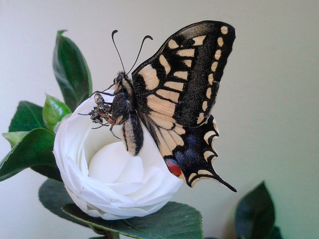 Papilio Machaon
